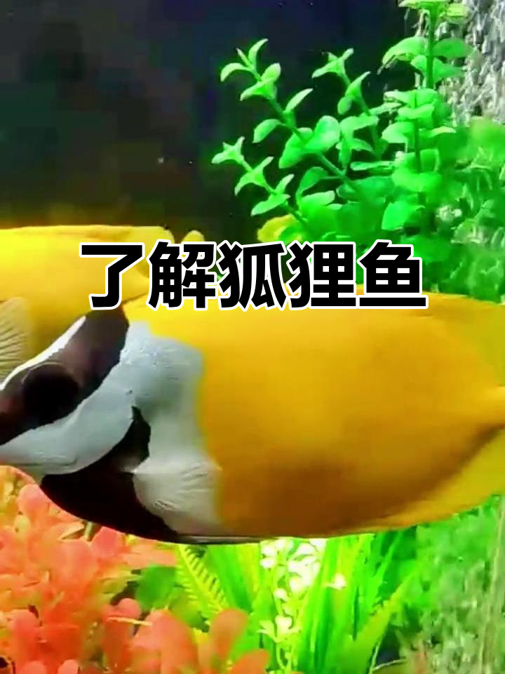 探索神秘海水鱼:狐狸鱼的魅力与特点