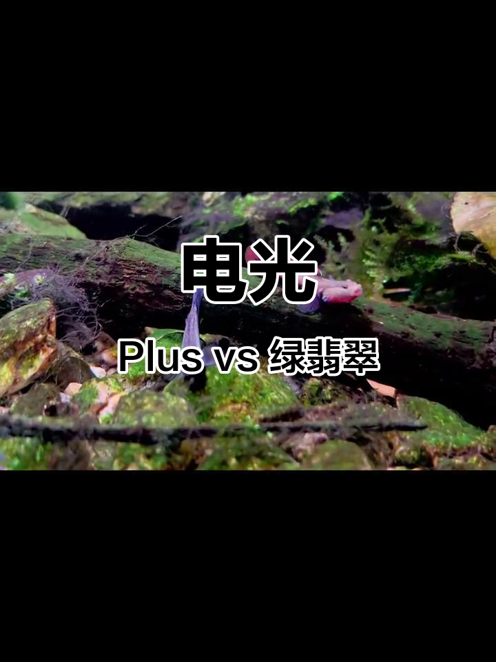 绿翡翠枝牙虾虎与电光plus的差异，体型更大更粗壮