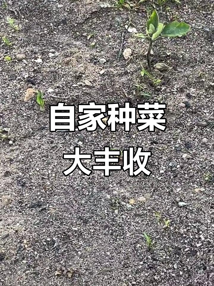 自家种的辣椒和野地果，绿色蔬菜大丰收