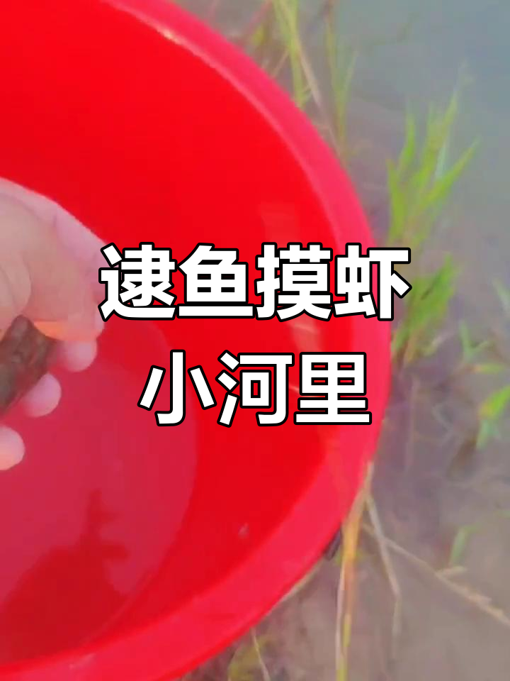 小河抓鱼,意外发现黄鳝纹身和胖鲨!