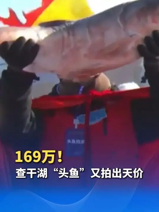 1699999元!查干湖“头鱼”被京东拍下。远超其本身价值,寓意“独占鳌头、年年有余”。数