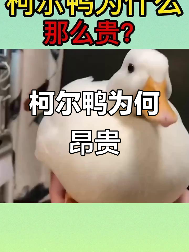 鸭子也能成宠物,柯尔鸭凭啥价值过万?