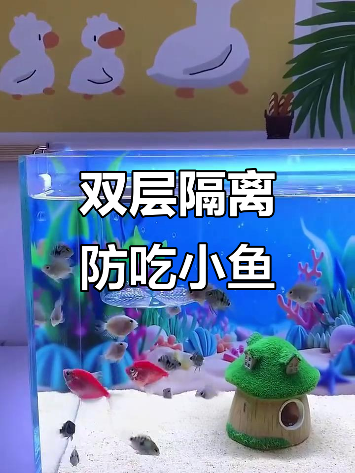 孔雀鱼生小鱼时如何避免被吃掉?双层产房必备技巧