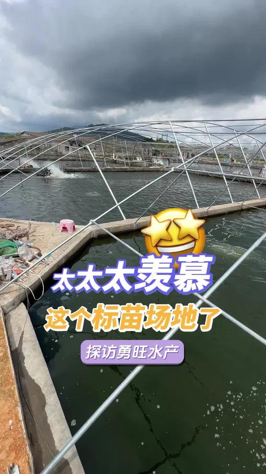 太太太羡慕这个场地了！标加州鲈鱼苗超省钱！