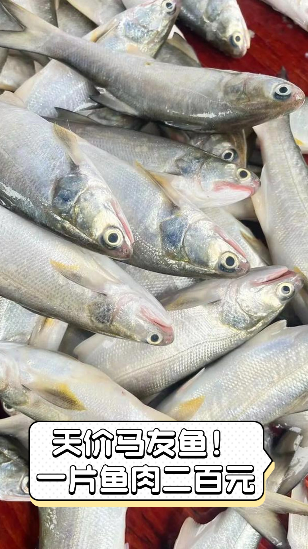 天价马友鱼！一片鱼肉二百元
