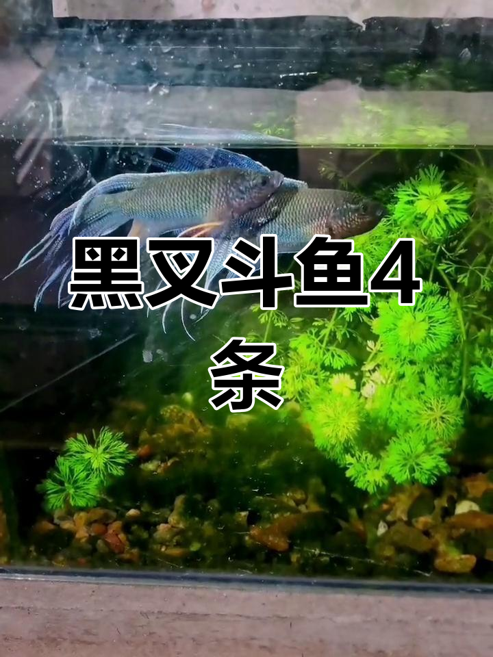 越南黑叉斗鱼展示