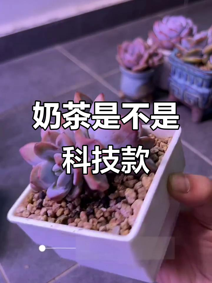 奶茶品种大揭秘:这些是科技奶茶吗?