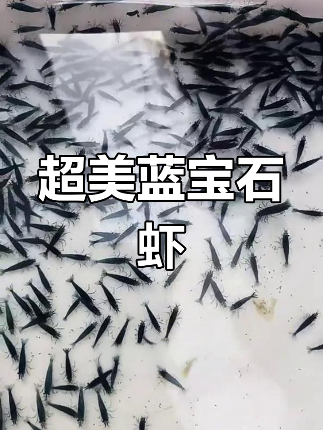 蓝宝石虾:透明清洁工