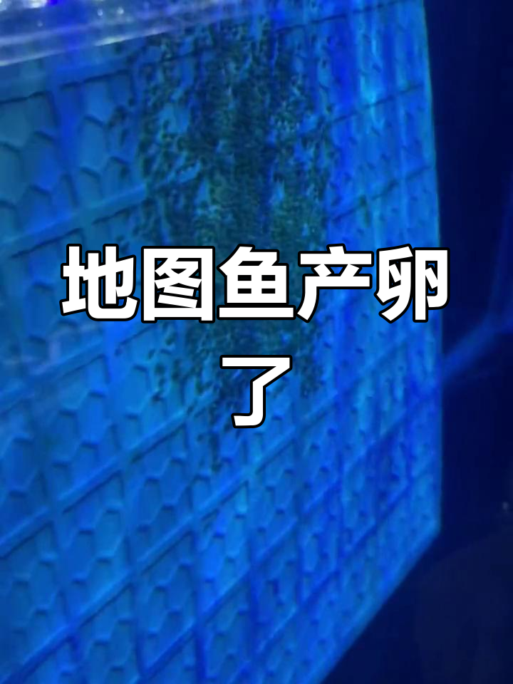 地图鱼终于产卵,期待小鱼出生!