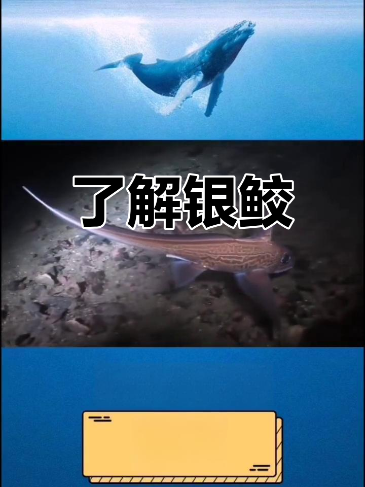 深海中的活化石:银鲛的独特之处
