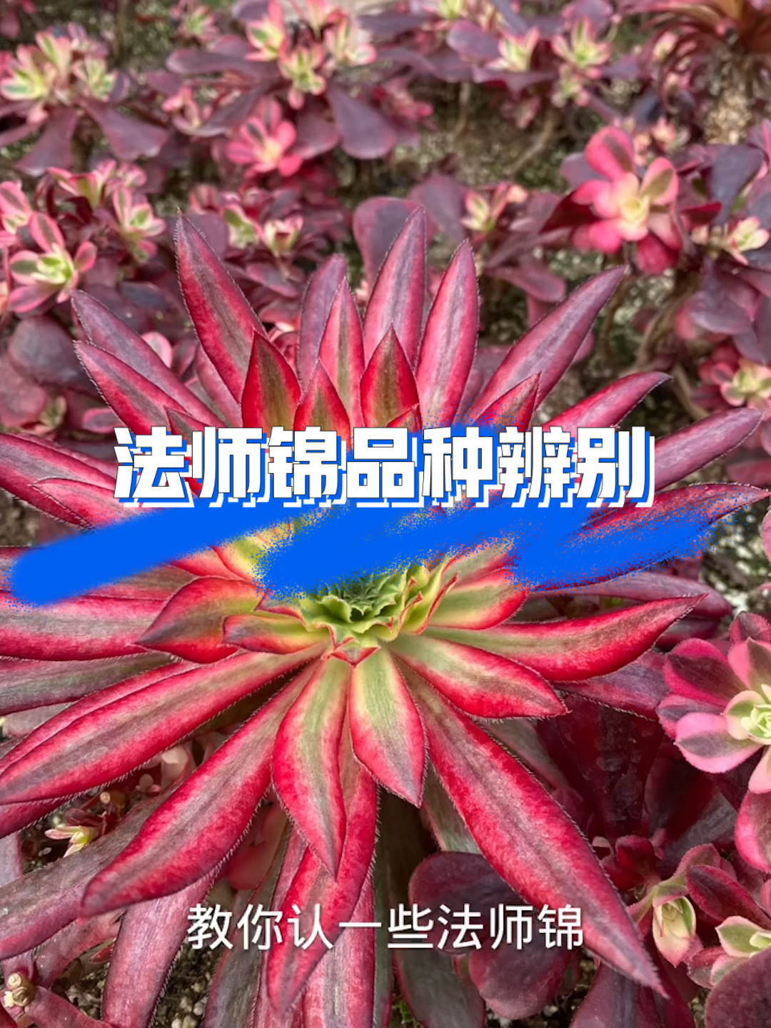 多肉植物～法师锦的品种你都认得吗?