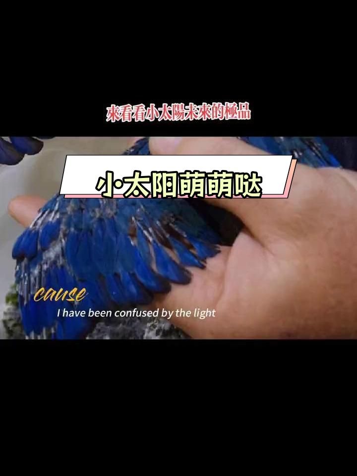 紫罗兰小太阳鹦鹉,萌态十足