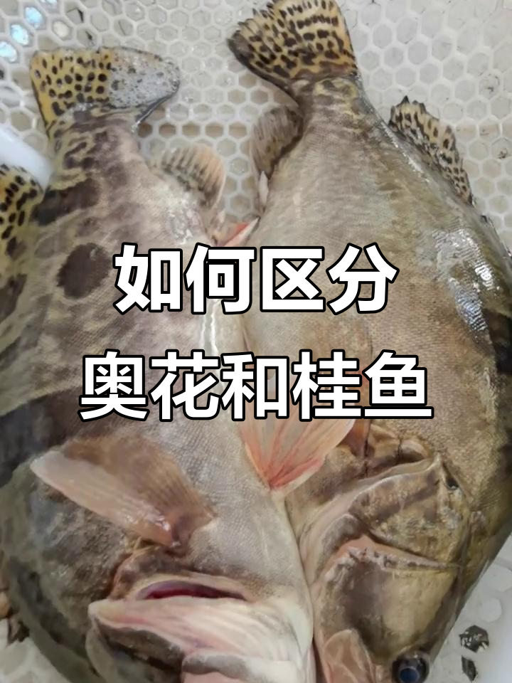 乌苏里江野生鳌花鱼与桂鱼的辨别技巧