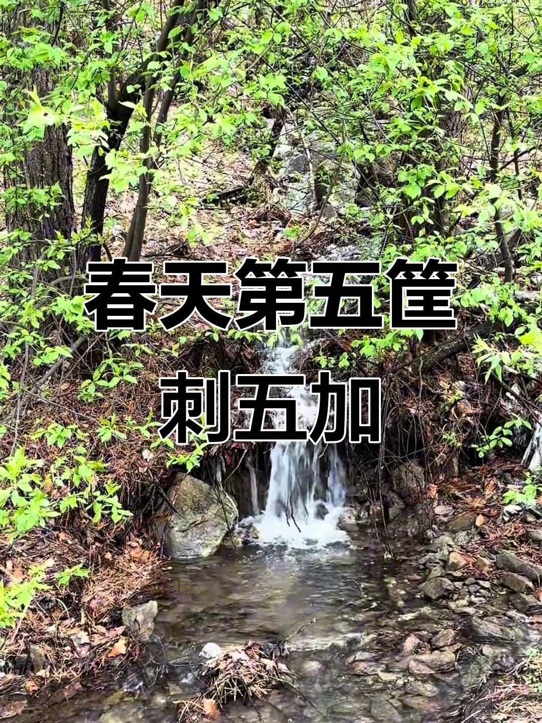 五家山春日野菜大丰收,刺五加鲜嫩无比