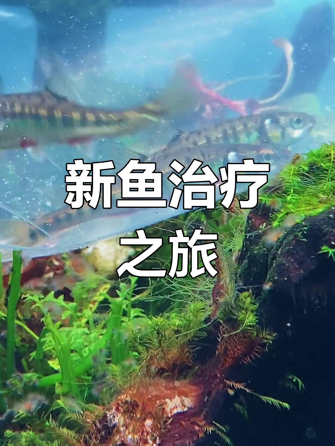 珍贵冷水鱼的治疗与护理