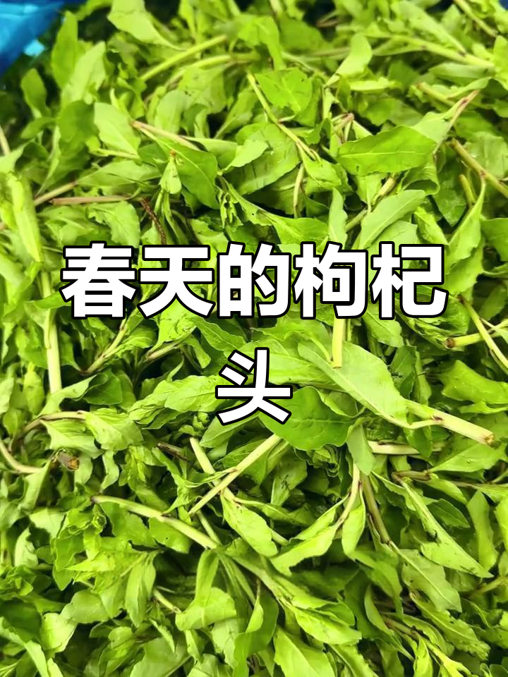 南京春季野菜枸杞头,清炒凉拌两相宜