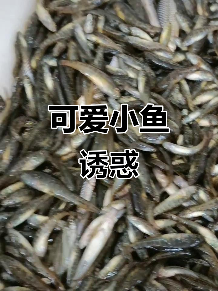 野生小鱼,萌态十足,让人无法抗拒的天然美味!