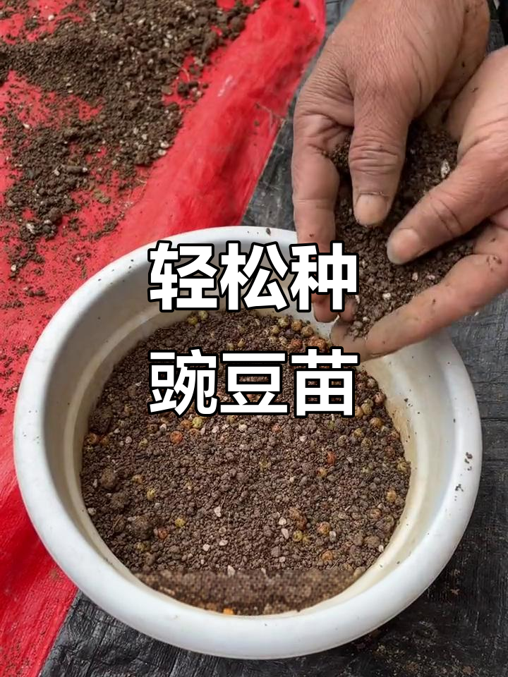 豌豆苗种植技巧:简单又美味,快速收获新鲜蔬菜