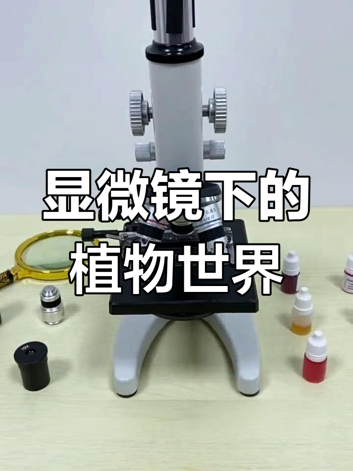 夹竹桃细胞结构揭秘