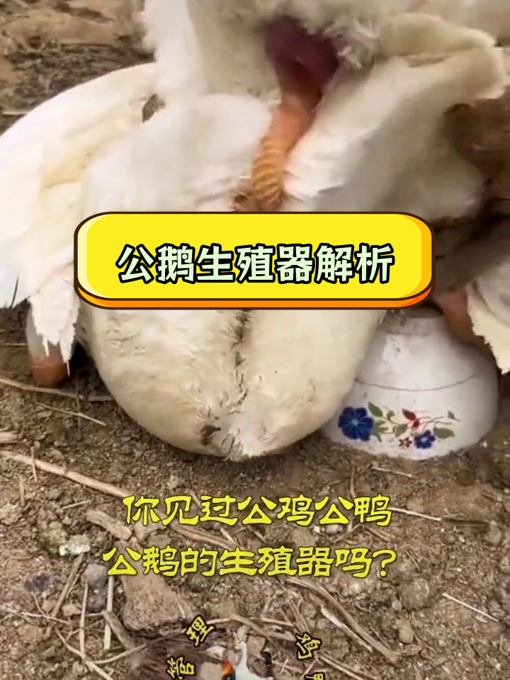 公鹅生殖器揭秘:螺旋状结构与功能