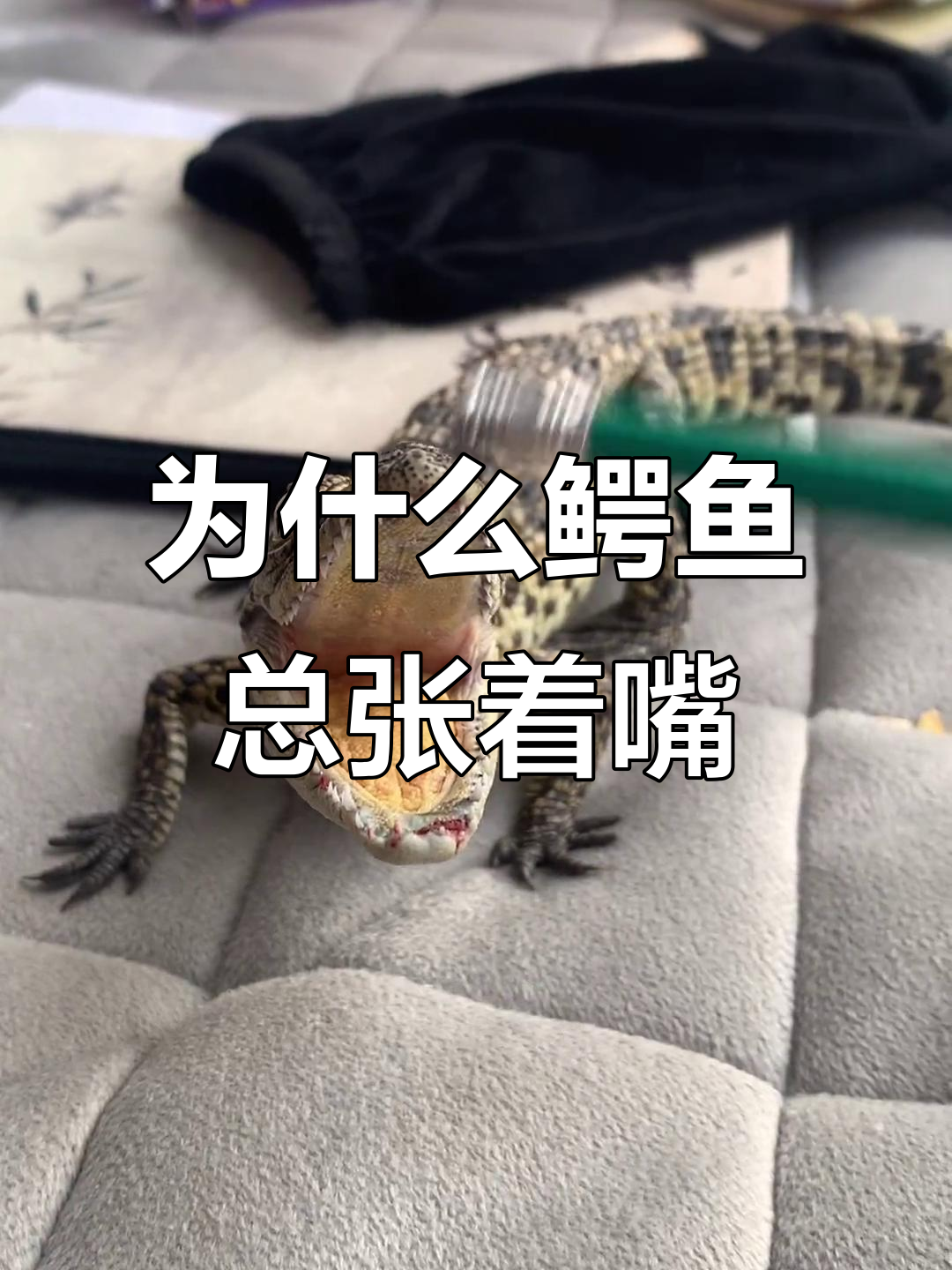 鳄鱼张嘴的原因竟然是为了这个,太有趣了!