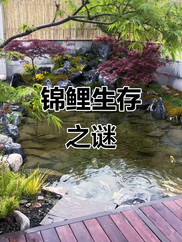 生态池塘养锦鲤,死因揭秘!大鱼能否存活?