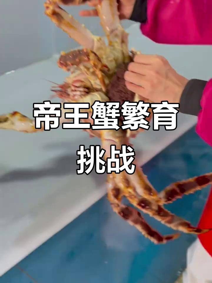帝王蟹繁殖揭秘:母蟹爆卵,冷库工程巨大