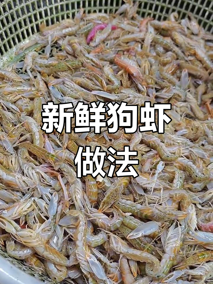 大连渤海特产狗虾,鲜美下酒菜