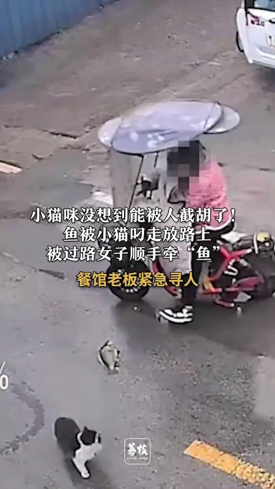 小猫咪没想到能被人截胡了！猫叼走餐馆大鱼被过路女子截胡餐馆老板紧急寻人