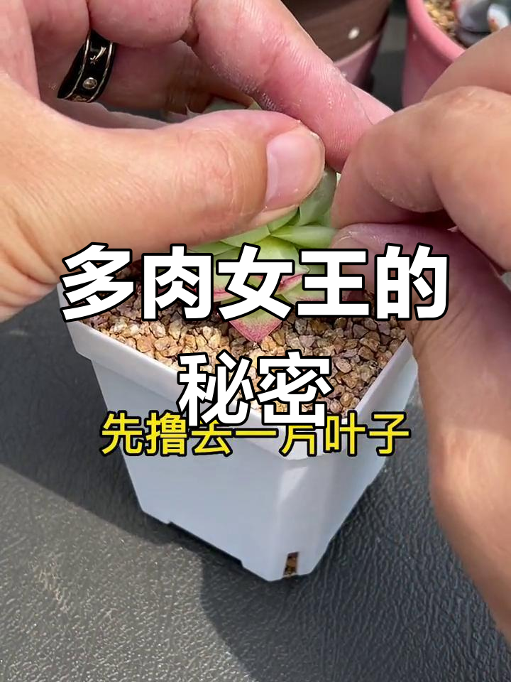 女王气质多肉植物,独特魅力尽显