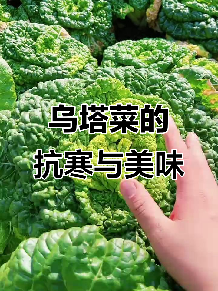 乌塌菜耐寒性强，雪冻后更美味，黄心绿叶让人爱不释口