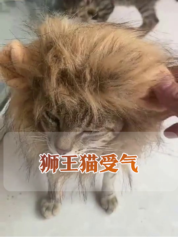 戴狮子头套的猫被同类围攻,气场全无反被追着打