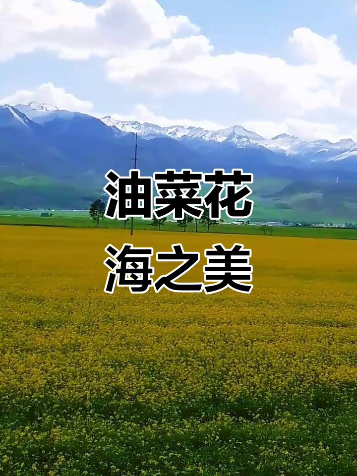 门源油菜花海，青海高原的绝美风景