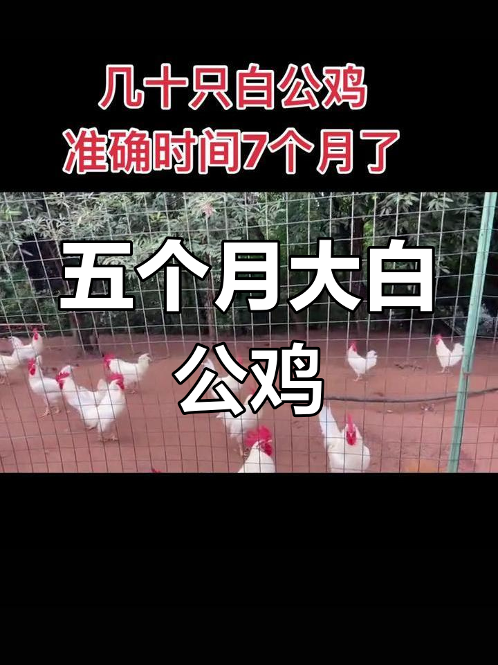 自家养殖白公鸡,品质保障