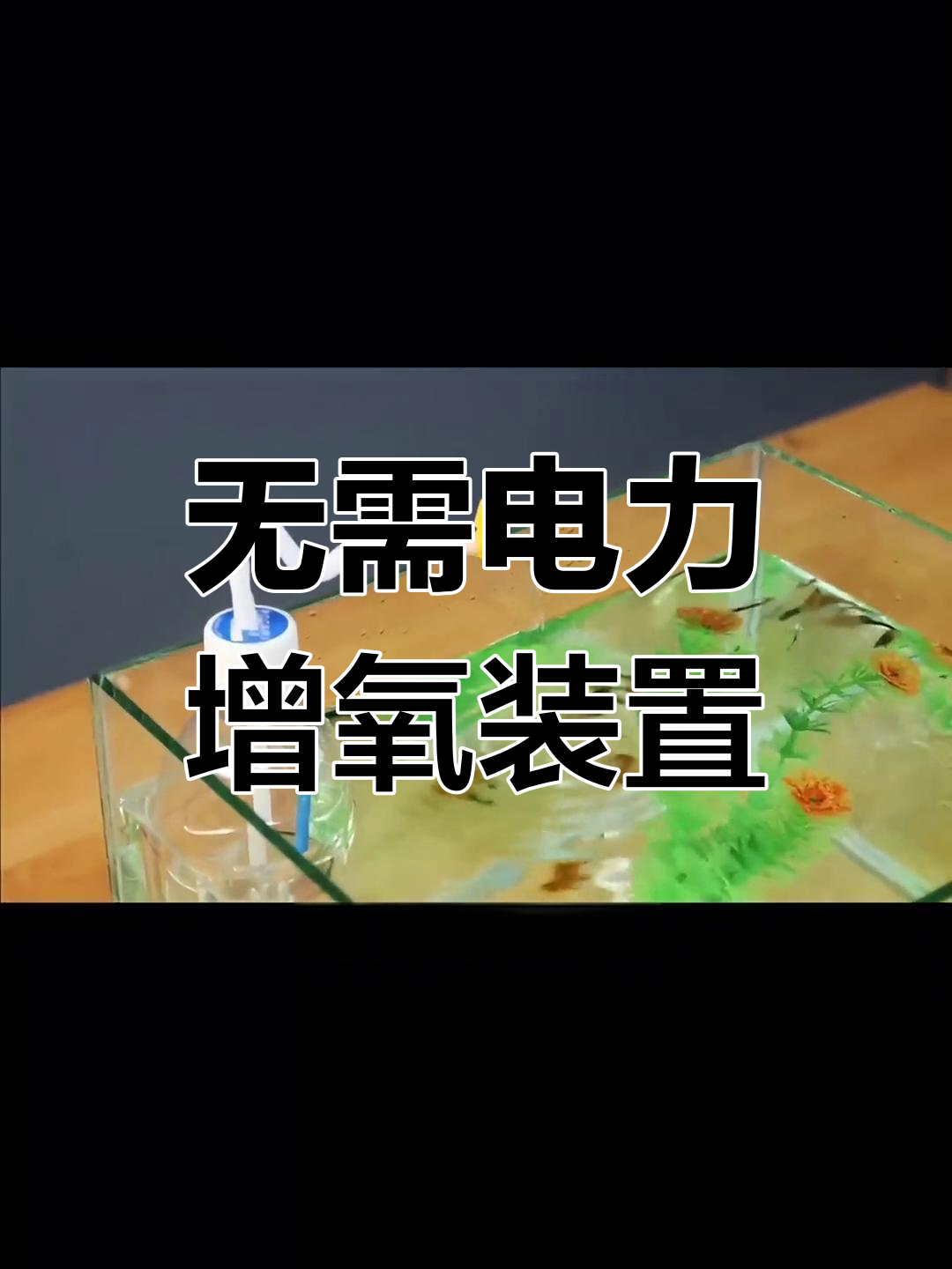 用两个矿泉水瓶制作无电氧气机,轻松给鱼儿供氧