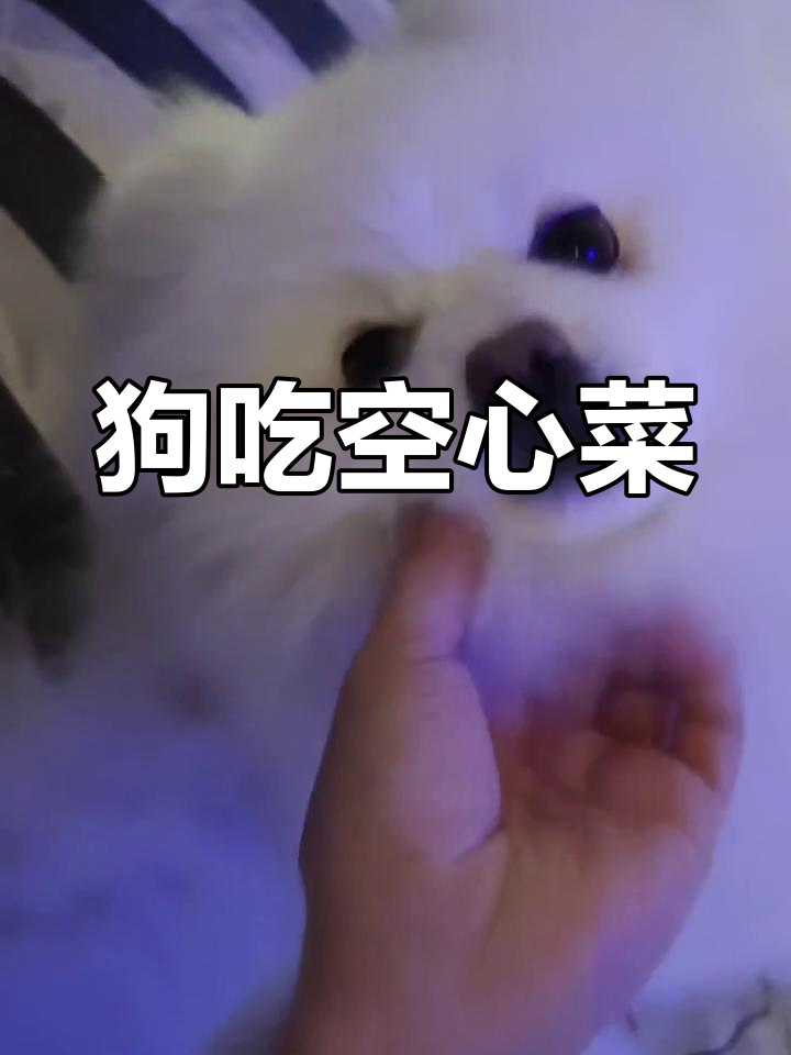 狗狗吃菜也能这么开心