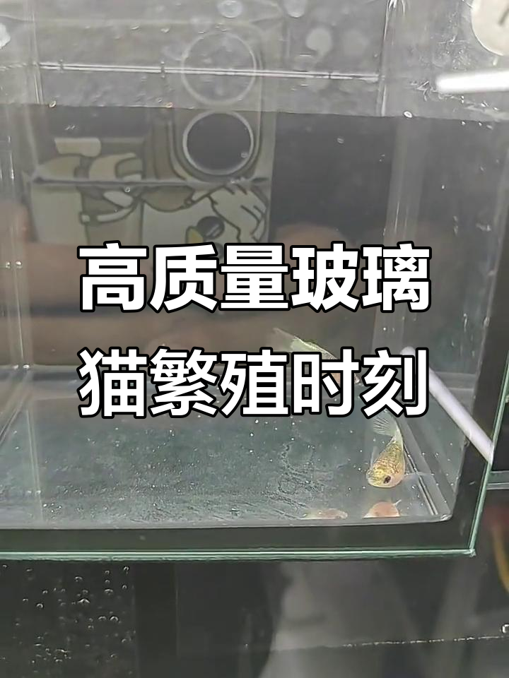 玻璃猫孔雀鱼精彩瞬间,黄花蓝与黄金短C的完美搭配