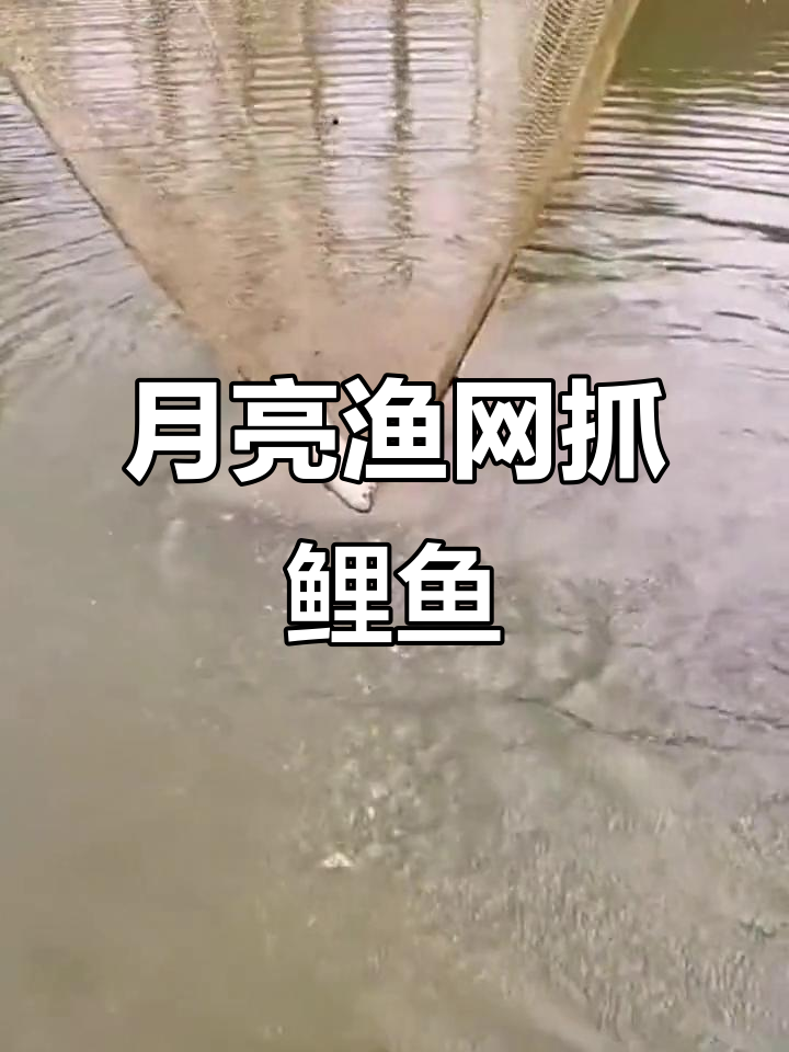 传统月亮捕鱼网,轻松捞鲤鱼