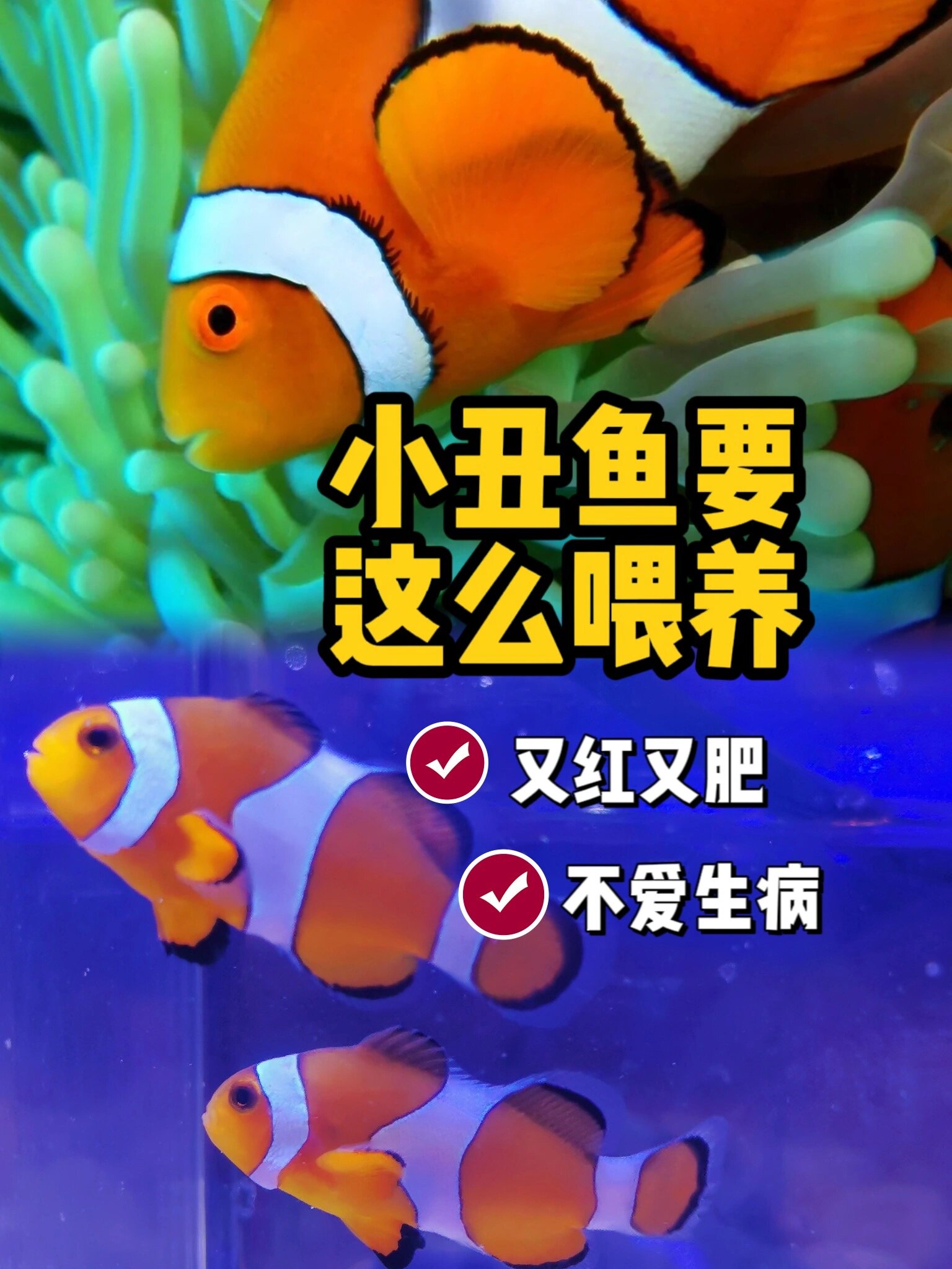 小丑鱼的进阶饲养方法(内附清单)