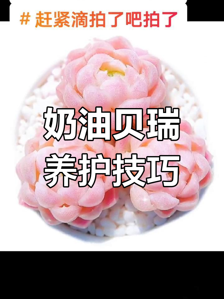 奶油贝瑞养护全攻略:选对土壤,阳光充足更健康