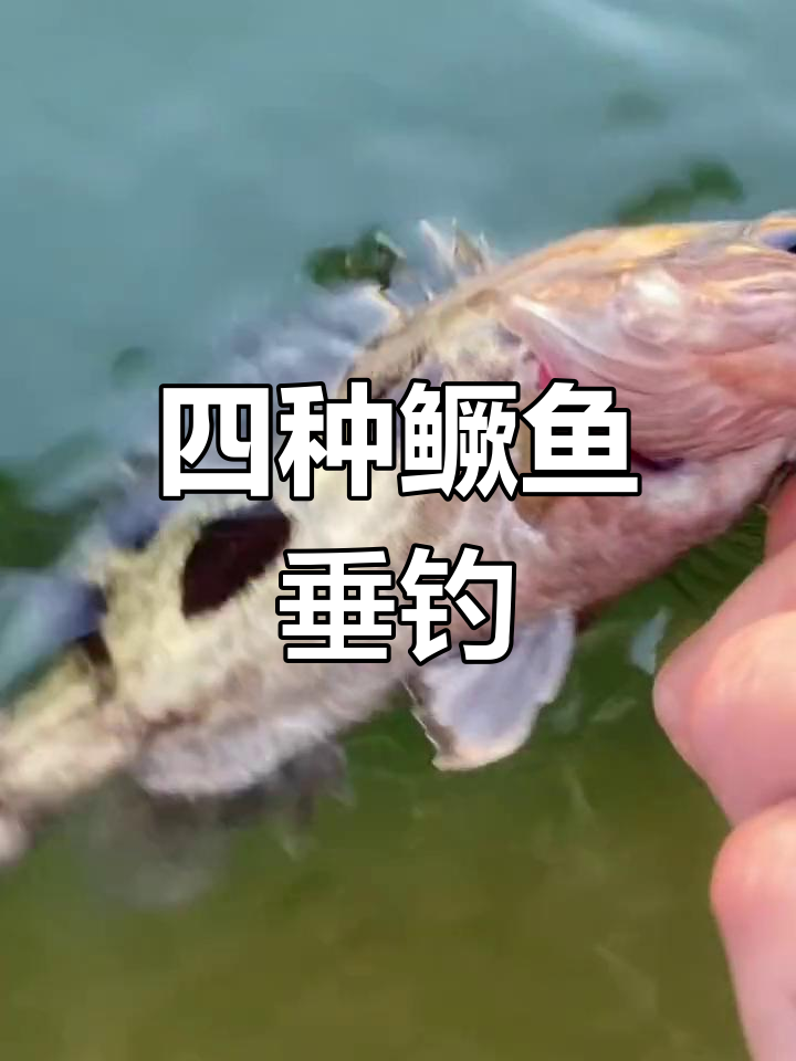 今日钓获四种鳜鱼,体验不同种类