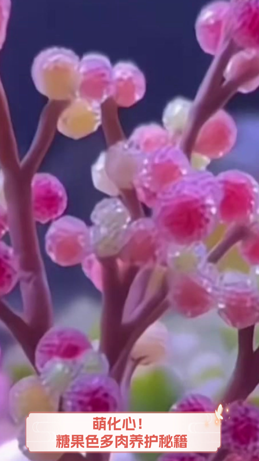 萌化心!糖果色多肉养护秘籍
