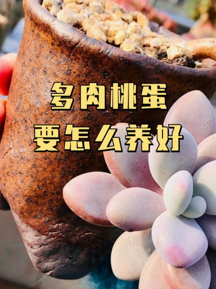 多肉桃蛋怎么养?多年经验总结