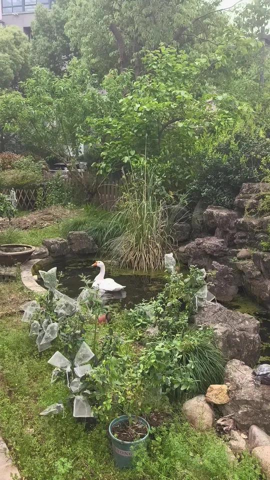 新宠入驻 大白鹅还挺乖,除了野猫创进来的时候会叫一下,平时都没声音乖乖自己玩