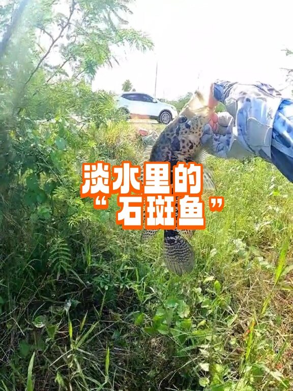 淡水也有石斑鱼?石斑鱼不是在海里的吗