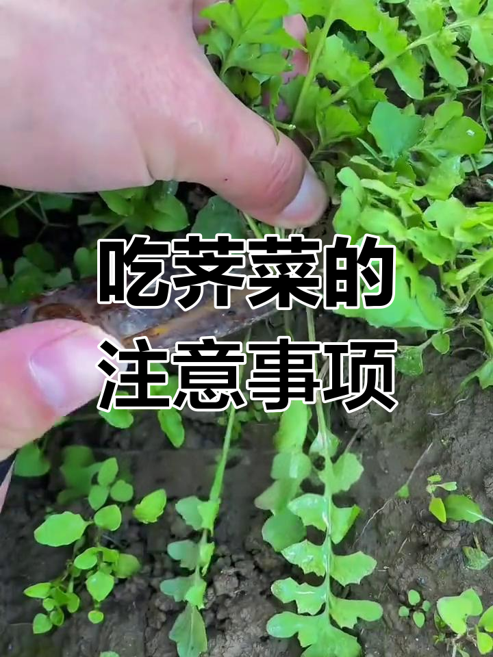 荠菜的营养与副作用,如何正确处理才能更美味