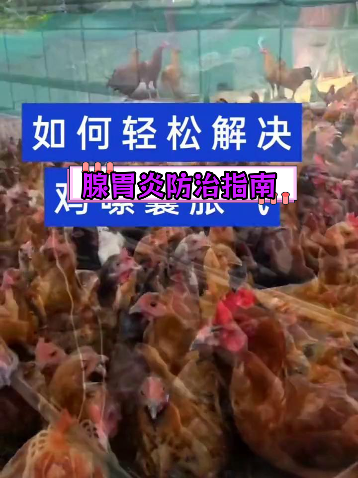 鸡群腺胃炎症状与应对措施