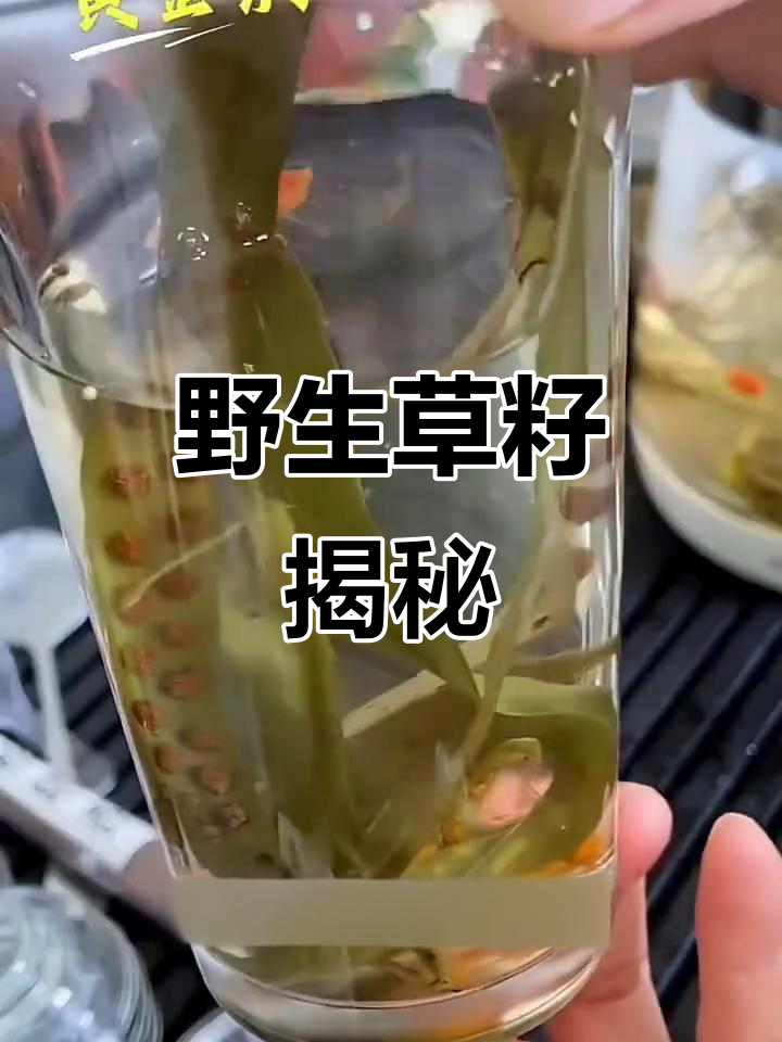 东北深山小草成熟,竟是这种神奇种子!