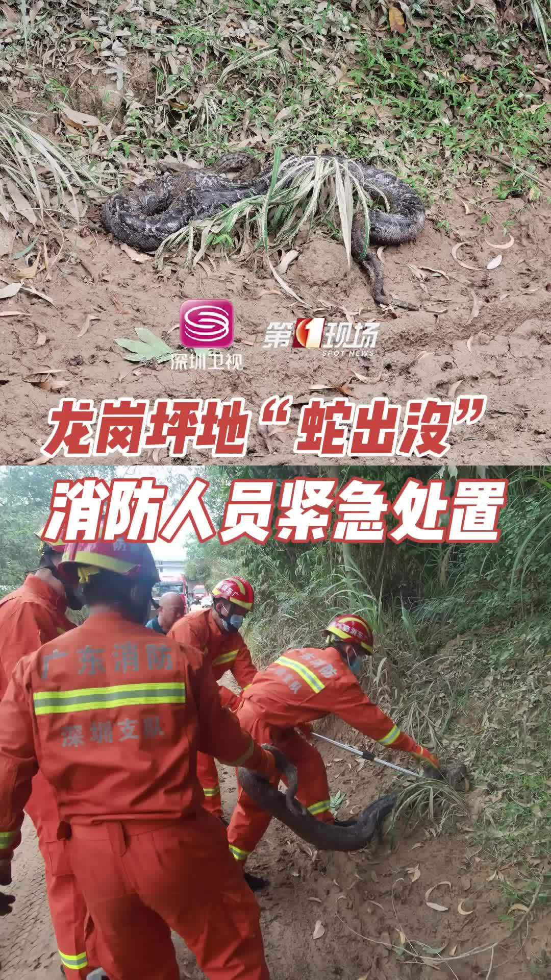 「深圳路边惊现40斤重大蟒蛇 消防紧急处置」昨天上午9点,深圳龙岗一山坡下,有市民晨练时发