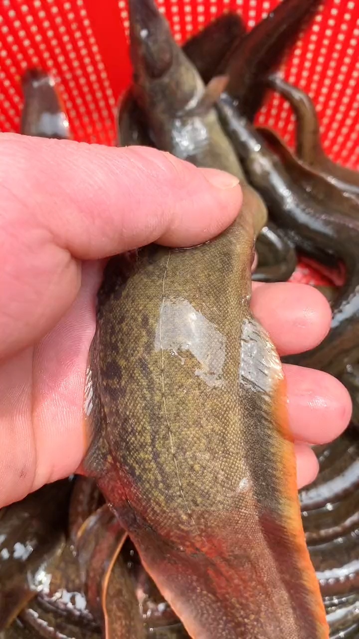 /辣追钢鳅刀鳅刺鳅石锥我们客家人叫猪麻锯 最美原生鱼 万绿